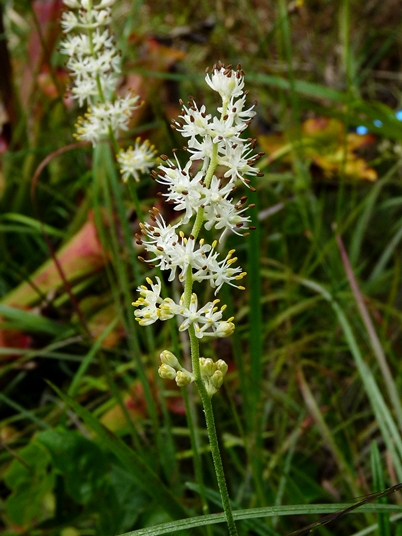 {Triantha racemosa}